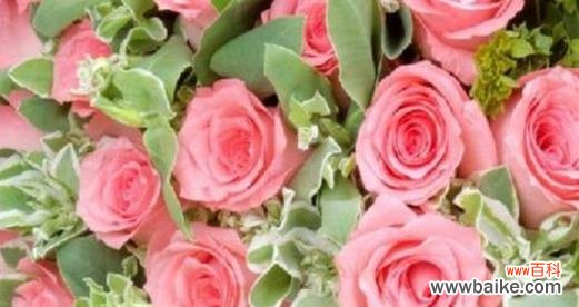 探索粉玫瑰的深意及其象征意义 粉玫瑰的含义