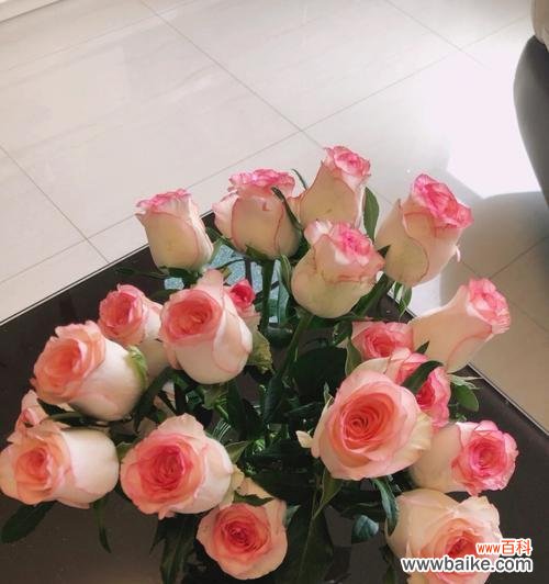 花开时刻传递幸福与浪漫 粉玫瑰