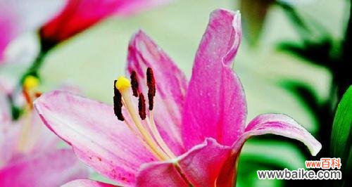 探索美丽而富有意义的粉色百合花语，一窥其深刻的内涵 粉色百合花语与寓意