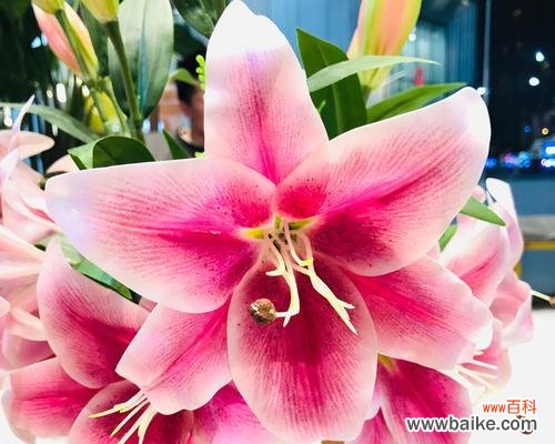 探索美丽而富有意义的粉色百合花语，一窥其深刻的内涵 粉色百合花语与寓意