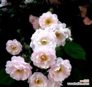 探索粉蔷薇的花语和美丽意义 粉蔷薇花语