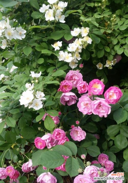 探索粉蔷薇的花语和美丽意义 粉蔷薇花语