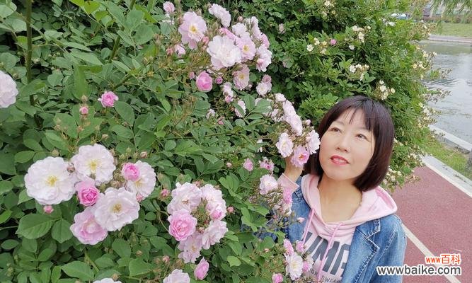 探索粉蔷薇的花语和美丽意义 粉蔷薇花语