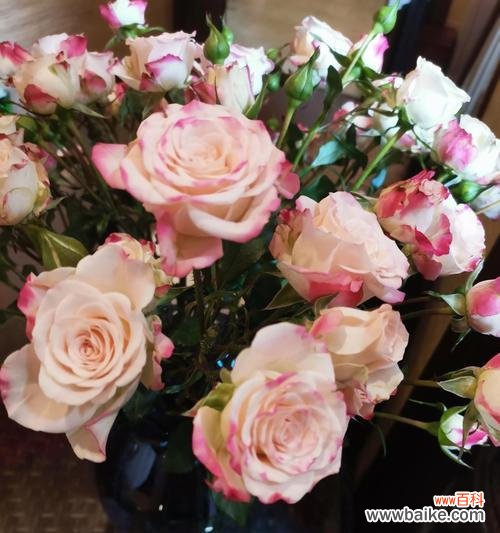 传递真挚爱意的象征之花——粉玫瑰 粉玫瑰花花语的深刻意义