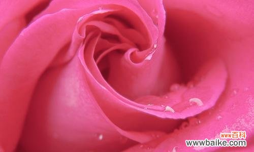 探寻粉色玫瑰花的象征与魅力 粉色玫瑰花的美丽与意义