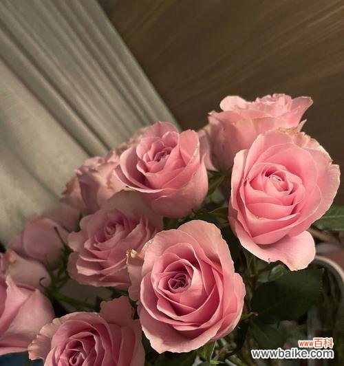 探索玫瑰花色的神秘语言 粉色玫瑰的代表意义