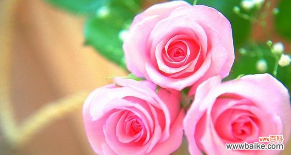 探索玫瑰花色的神秘语言 粉色玫瑰的代表意义
