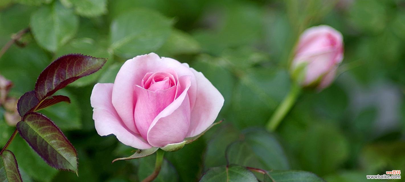 探寻粉色玫瑰花的浪漫与温柔 粉色玫瑰花的象征意义