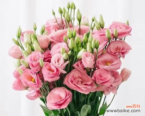 桔梗花的美丽寓意与象征 粉色桔梗花的花语