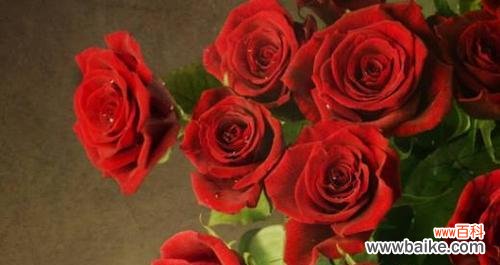 探索玫瑰花在不同文化中的多重含义 玫瑰花的象征意义及文化价值