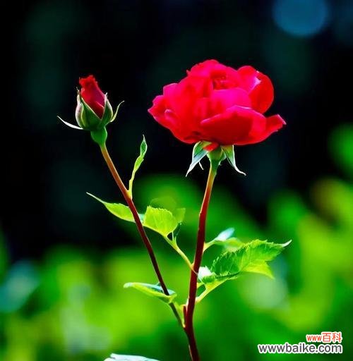 哪种花象征着热烈而经久的爱情?