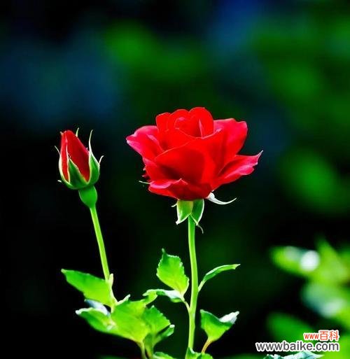 哪种花象征着热烈而经久的爱情?