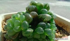 玉露的花语是什么？它象征着什么意义？