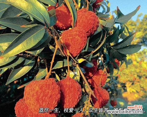 原来荔枝花的花语是什么？这种花语通常用来表达什么？