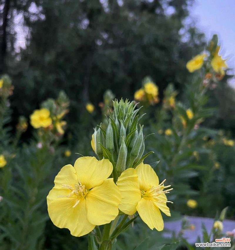 月见草的花语有何寓意?