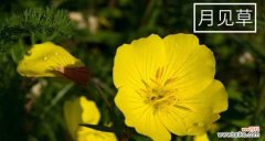 月见草的花语有何寓意？