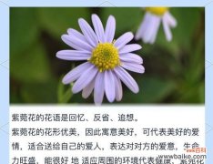 哪些花的花语最能表达浪漫？