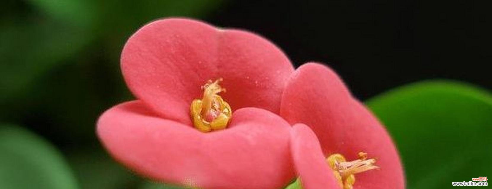 颜夕花语的寓意有哪些?