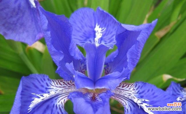 颜夕花语的寓意有哪些?