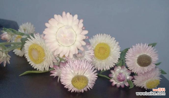 白秸秆的花语是什么?它代表了哪些含义?