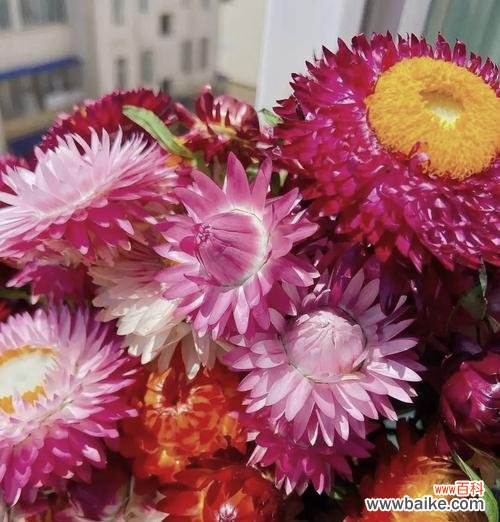 白秸秆的花语是什么?它代表了哪些含义?