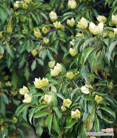 15枝花送给闺蜜的花语含义是什么?