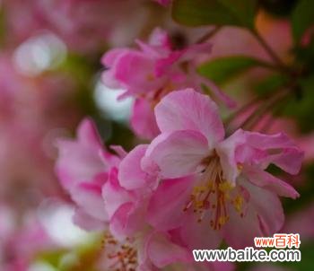 垂丝海棠 垂丝海棠的花语