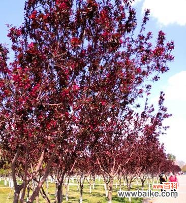 垂丝海棠 垂丝海棠的花语