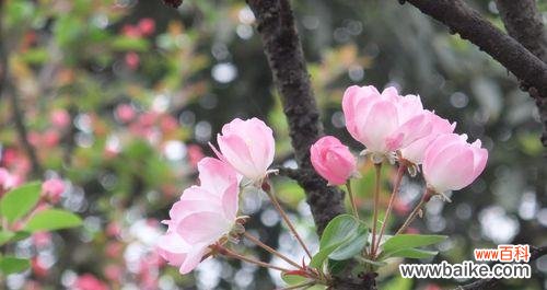 垂丝海棠 垂丝海棠的花语