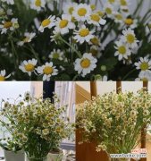 用雏菊传递爱与勇气 雏菊花语