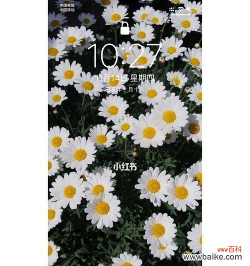 用雏菊传递爱与勇气 雏菊花语