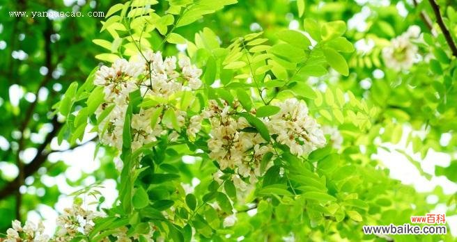 以刺槐为媒,传递生命的深情 刺槐花语-沐浴阳光的生命之花