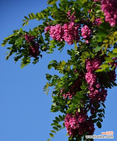以刺槐为媒,传递生命的深情 刺槐花语-沐浴阳光的生命之花