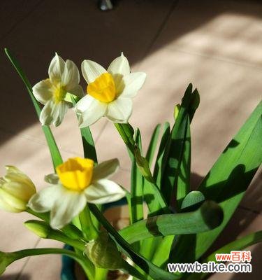 揭开纯白水仙花背后的寓意与象征 纯白水仙花的花语与意义