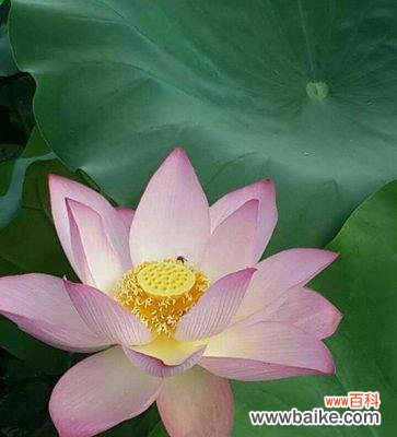 探寻翠竹之美，感悟人生哲理 翠竹的象征意义与人生启示