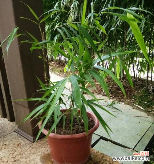 探寻翠竹之美，感悟人生哲理 翠竹的象征意义与人生启示