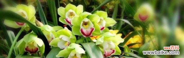 用花语解读大花蕙兰的意义，分享它的魅力与价值 大花蕙兰的花语