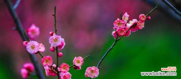春天花海,迎接生机 春天花开,世界绽放