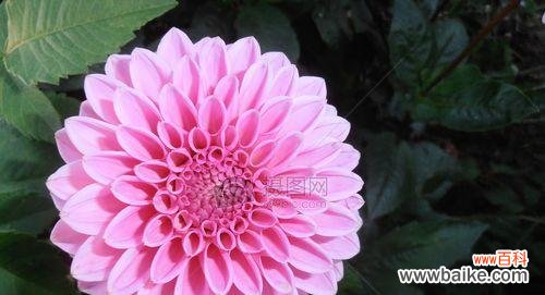 春天花海,迎接生机 春天花开,世界绽放