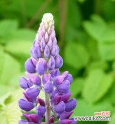 春天花海，迎接生机 春天花开，世界绽放