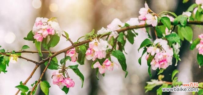 绽放的色彩,传递的希望 春天之美