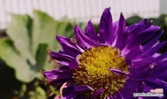 传递希望与坚韧 翠菊花语的含义