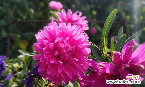 传递希望与坚韧 翠菊花语的含义