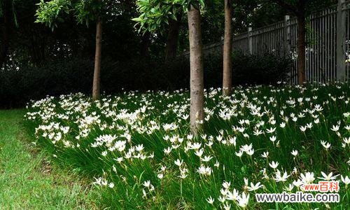 青春之花,含苞待放的坚定决心 葱兰花