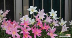 青春之花，含苞待放的坚定决心 葱兰花