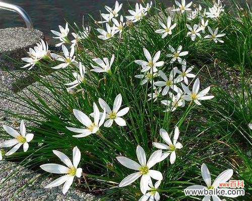 青春之花,含苞待放的坚定决心 葱兰花