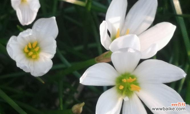 探寻葱兰的花语之美 葱兰花语