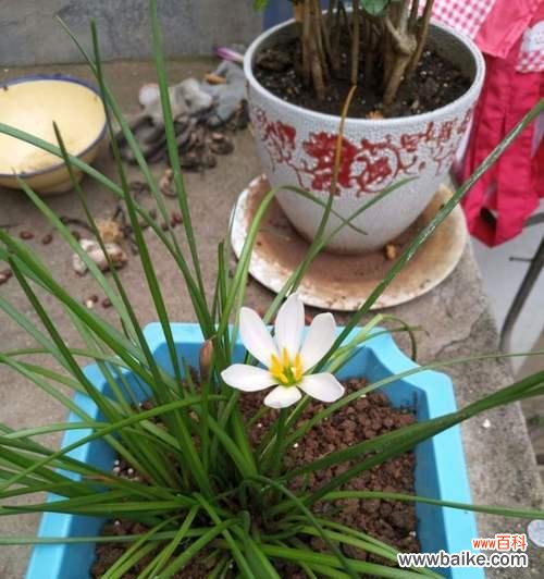 探寻葱兰的花语之美 葱兰花语