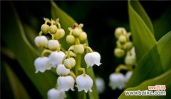 探寻美丽与坚韧的交织 打结花的花语与象征