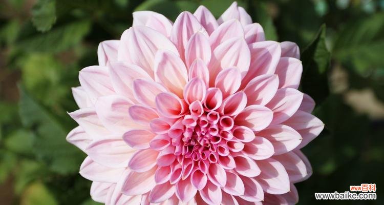 探寻大丽花的内涵与情感 大丽花花语的象征与寓意